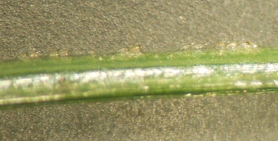 Cyperus eragrostis / Zigolo